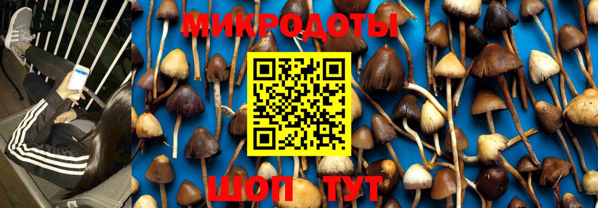 Галлюциногенные грибы Psilocybe Тверь